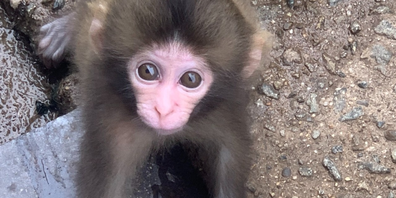 According to the Concordia researchers, primates with physical disabilities find ways to modify their behavior to compensate for their disabilities.